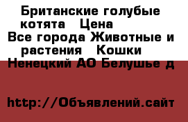 Британские голубые котята › Цена ­ 5 000 - Все города Животные и растения » Кошки   . Ненецкий АО,Белушье д.
